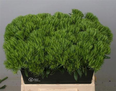 <h4>Di Barb Green Wicky</h4>