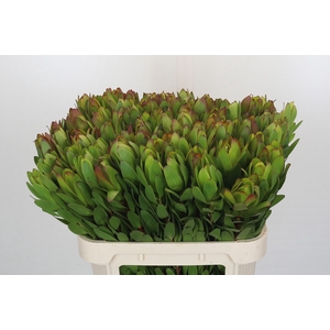 Leucadendron Goldstrike