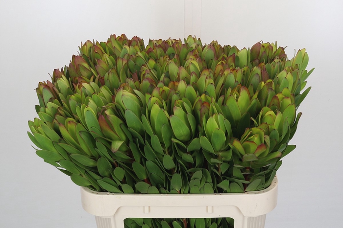 <h4>Leucadendron Goldstrike</h4>