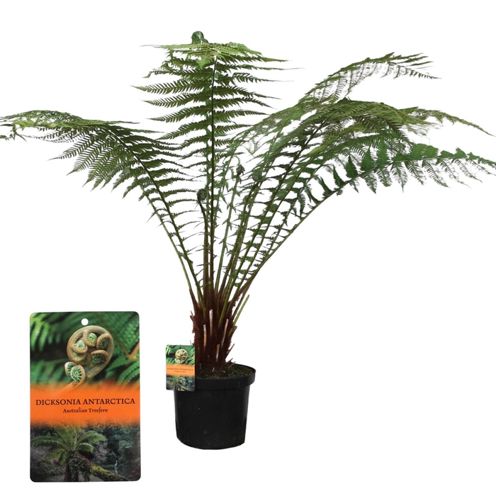 <h4>Dicksonia Antarctica (Tasmaanse Boomvaren)</h4>