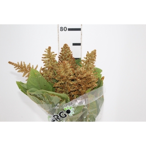 AMARANTHUS DOURADO 070 CM