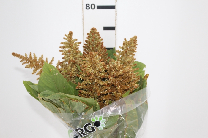 <h4>AMARANTHUS DOURADO 070 CM</h4>