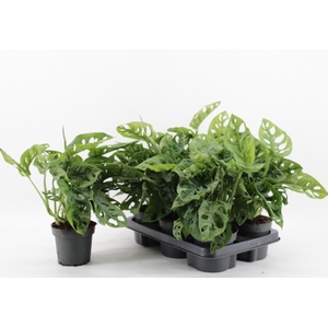 Monstera adansonii Monkey Mask 12Ø 30cm 4pp