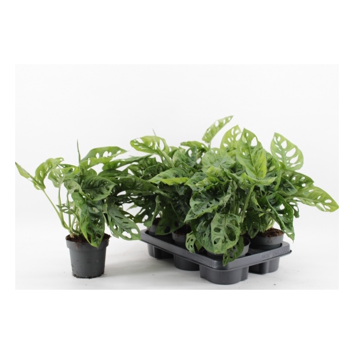 <h4>Monstera adansonii Monkey Mask 12Ø 30cm 4pp</h4>