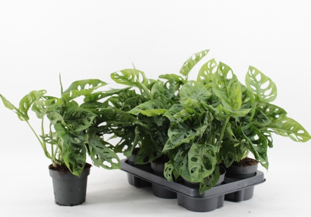 Monstera adansonii Monkey Mask 12Ø 30cm 4pp