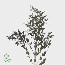 <h4>Euca Gunni Lang Extra 300 Gram</h4>