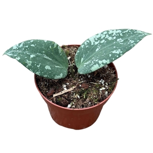 Hoya