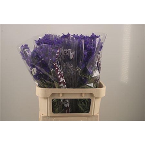 Delph En Atlantis Dark Blue