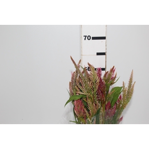 CELOSIA FLAME 060 CM ROSA