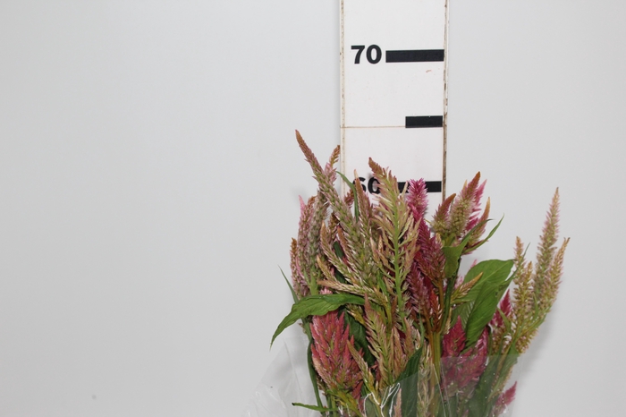 <h4>CELOSIA FLAME 060 CM ROSA</h4>