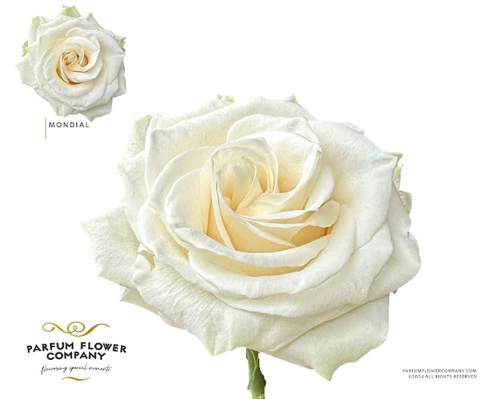 Rosa Premium Mondial