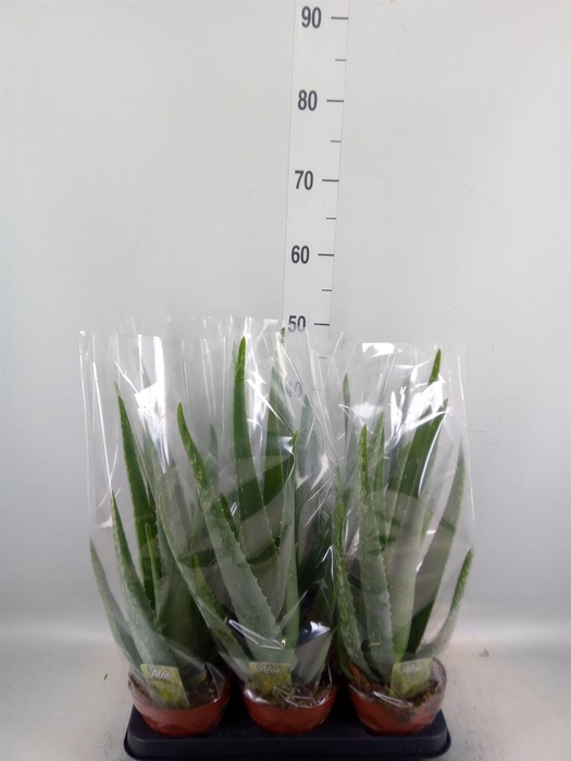 <h4>Aloe vera</h4>