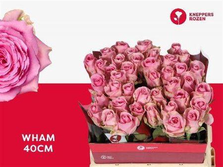 <h4>R Gr Wham</h4>