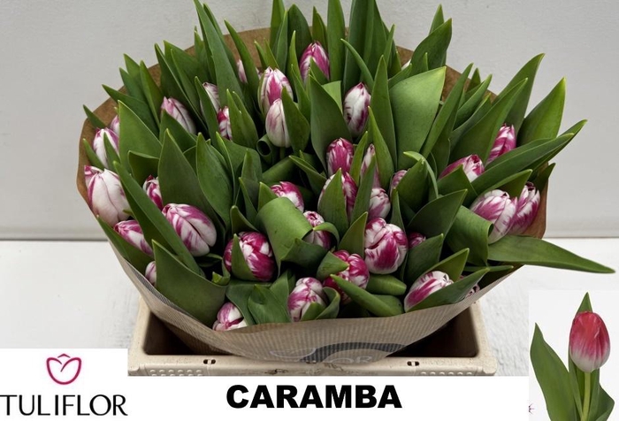 <h4>TU EN CARAMBA</h4>