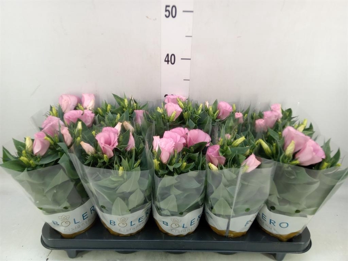 <h4>Eustoma russ. DU 'Bolero Pink'</h4>