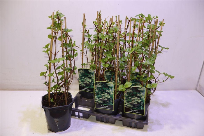 <h4>Hydr Petiolaris</h4>