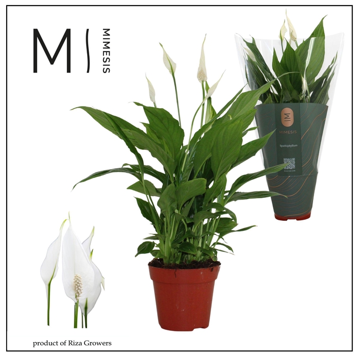 <h4>Spathiphyllum Torelli - 12cm Mimesis</h4>