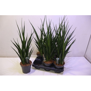 arr8 Sansev Kirki Friends