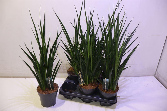 <h4>arr8 Sansev Kirki Friends</h4>