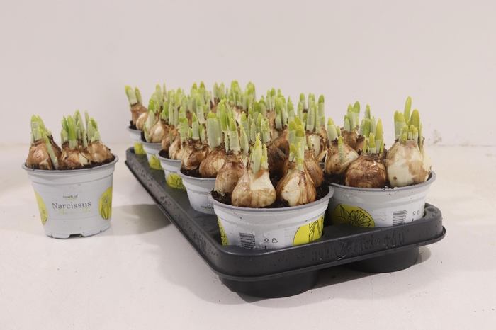 <h4>NARC O TETE A TETE</h4>