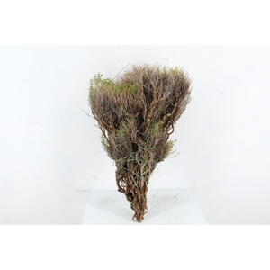 EUPHORBIA SPINOZA 1KILO