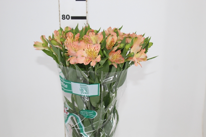 <h4>ALSTROEMERIA OPTIMA 080 CM</h4>