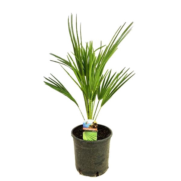 <h4>Chamaerops humilis</h4>