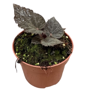 Begonia