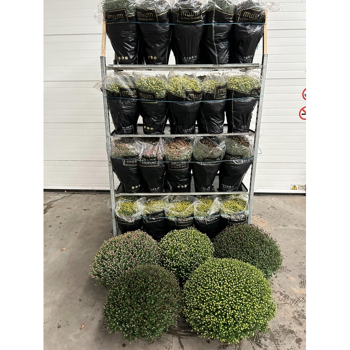 <h4>CHRYS GR MIXK</h4>