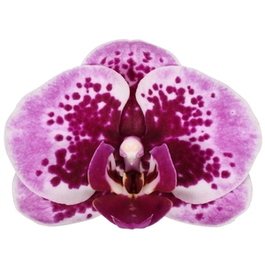 Flower Symphony | Bacalar | Phalaenopsis 3 spike