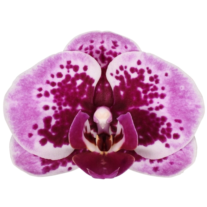 <h4>Flower Symphony | Bacalar | Phalaenopsis 3 spike</h4>