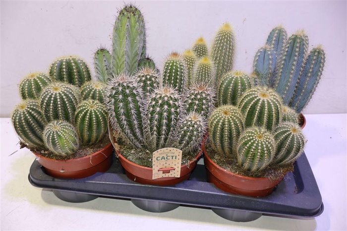 <h4>arr8 Cactus Gem</h4>