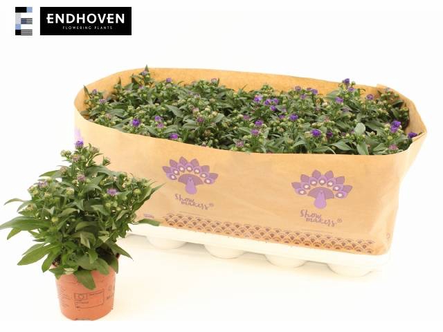 <h4>ASTER SHOWMASTER BLUE</h4>