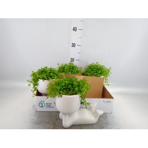 Arr.   Kamerplant Groen L%