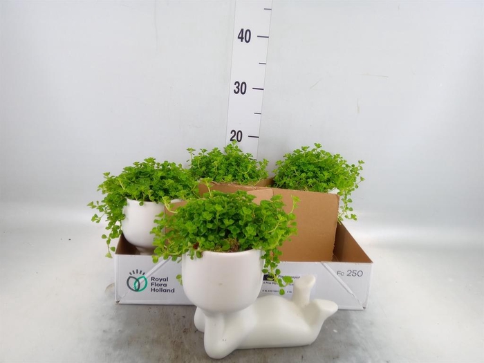 <h4>Arr.   Kamerplant Groen L%</h4>