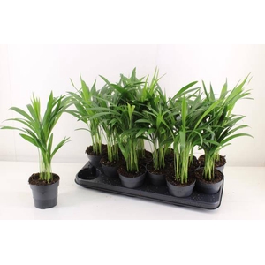 DYPSIS LUTESCENS