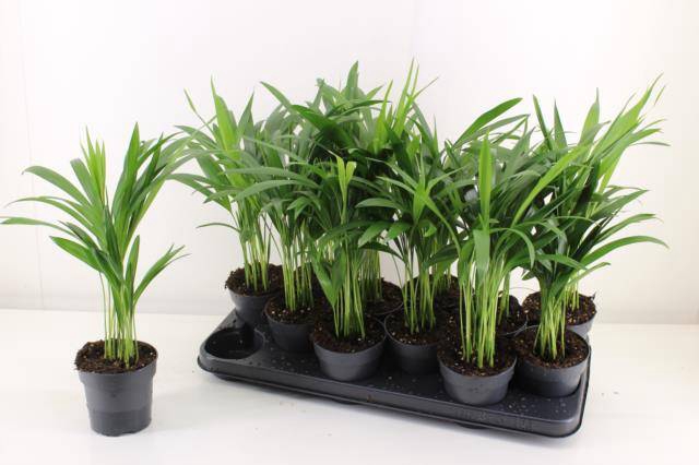 <h4>DYPSIS LUTESCENS</h4>