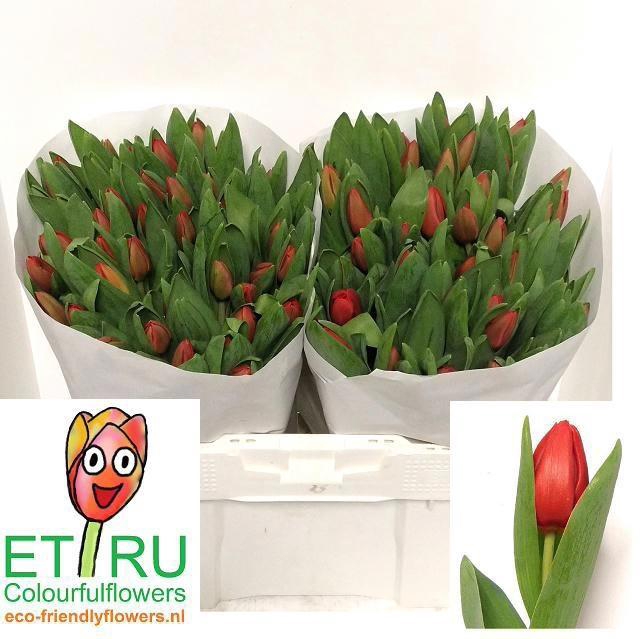 <h4>TU EN ESCAPE</h4>