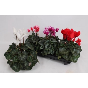 CYCL GR SUP LEOPARDO