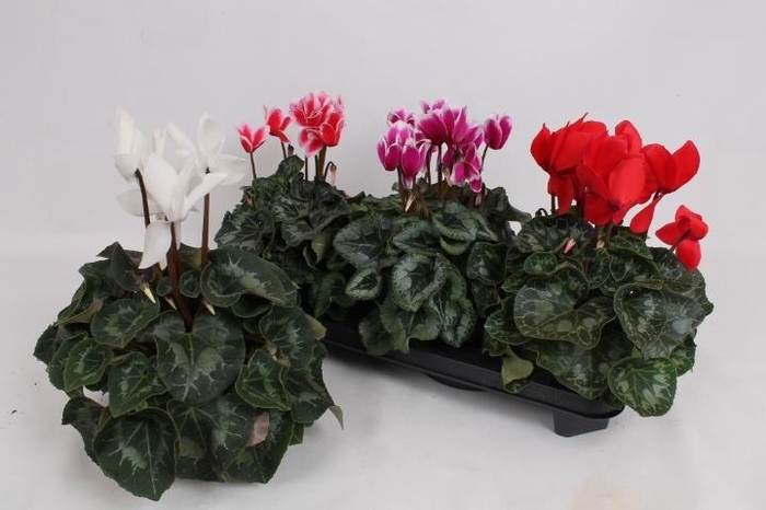 <h4>CYCL GR SUP LEOPARDO</h4>