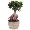 Ficus m. Ginseng ø15cm in ø17cm Deep Forest Nº366