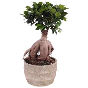 Ficus m. Ginseng ø15cm in ø17cm Deep Forest Nº366