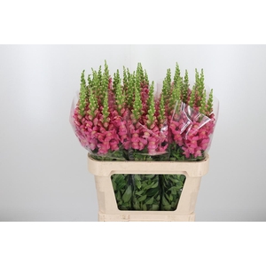 Antirrhinium Cool Rose