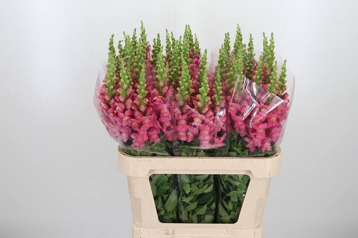 <h4>Antirrhinium Cool Rose</h4>