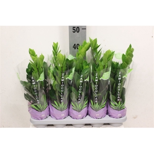 Zamioculcas
