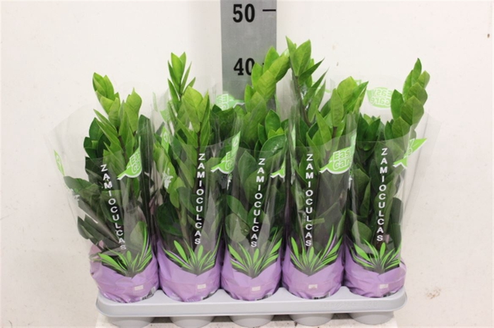 <h4>Zamioculcas</h4>