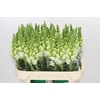 Antirrhinum Potomac Ivory White