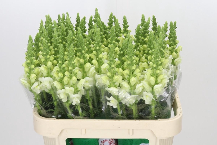 <h4>Antirrhinum Potomac Ivory White</h4>