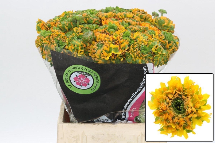 <h4>RAN PON PON MERLINO</h4>