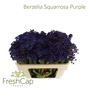 Berzelia Squarrosa Purple